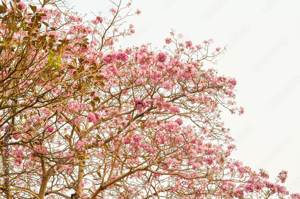 Blooming Pink trumpet tree or Tabebuia rosea flower in outdoor park Blooming Pink trumpet tree or Tabebuia rosea flower in outdoor park