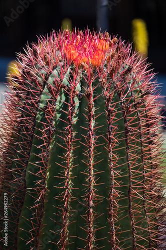 Der wissenschaftliche Name dieses Kaktusses ist Ferocactus pilosus photo