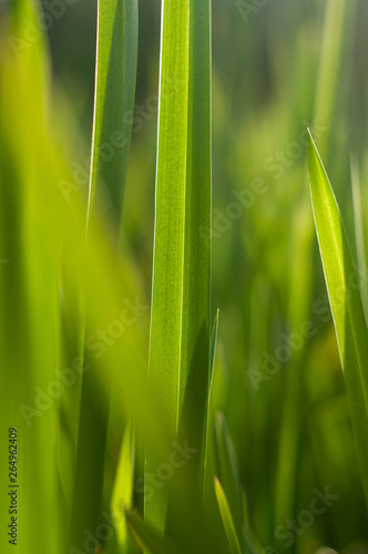 Macro Clean fresh green grass photography