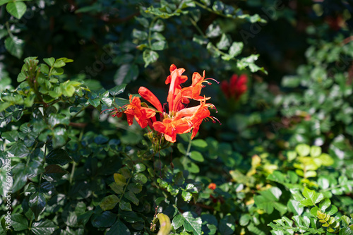 Der wissenschaftliche Name dieser Pflnaze ist Tecomaria capensis photo