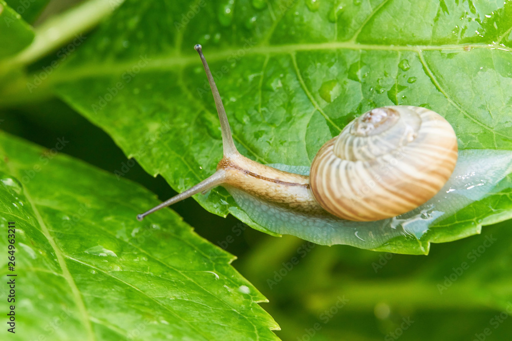 カタツムリ アジサイの葉 左向き Stock 写真 Adobe Stock