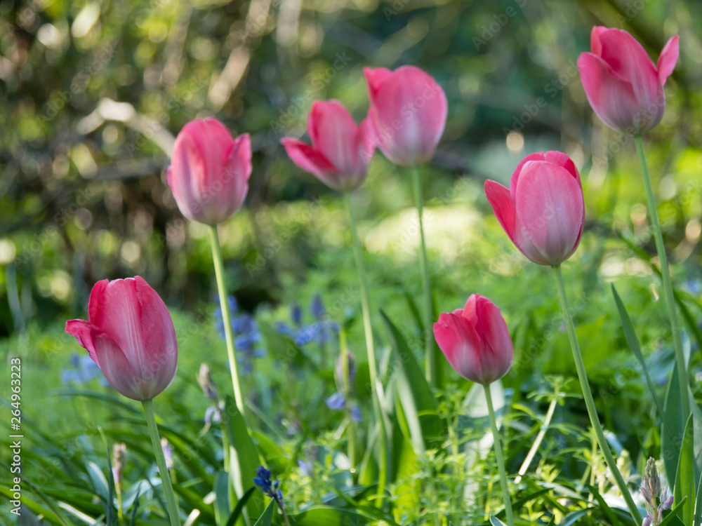 Gruppe pinker Tulpen Nahaufnahme
