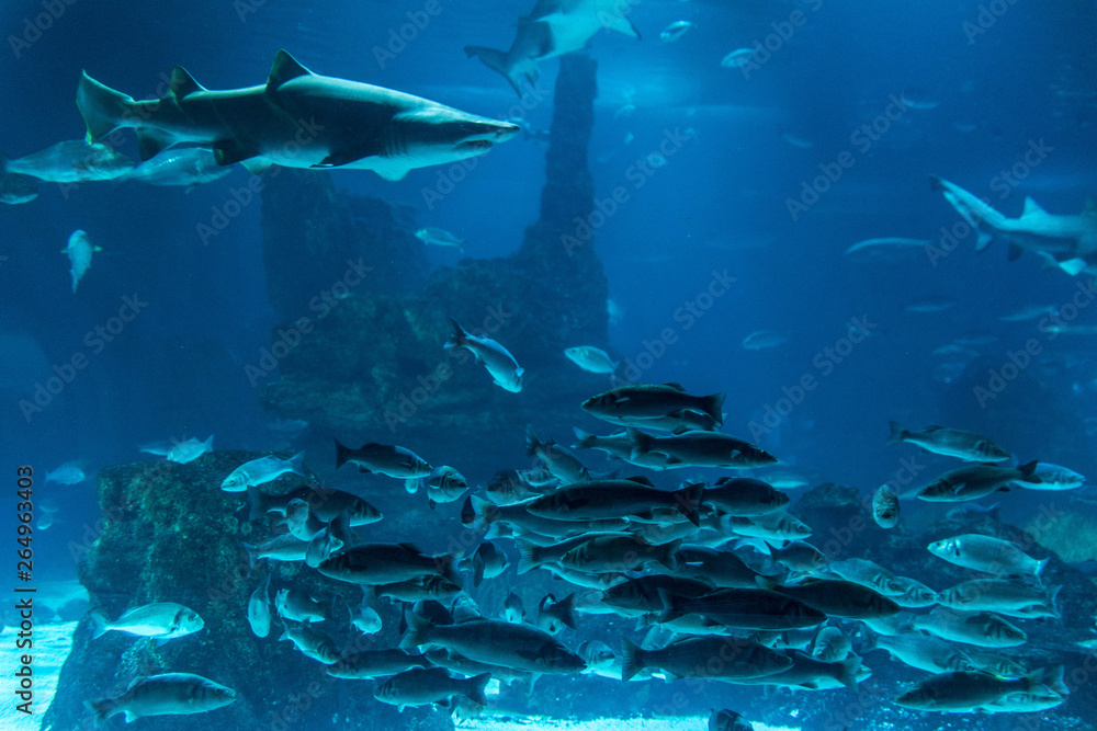 Fototapeta premium Aquarium