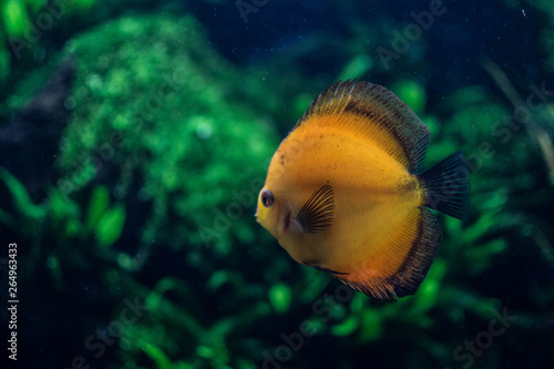 Discus