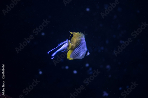 Marin aquarium