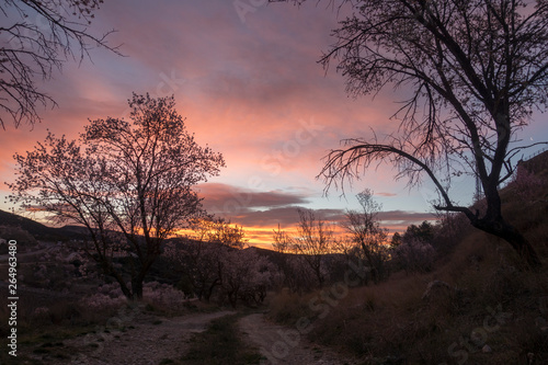 Almond trees in the field of Morella at sunset