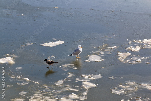 Crow and Seagull on the ice of a frozen river