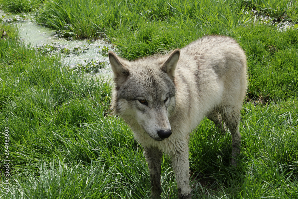 Obraz premium Wolf in the Mud