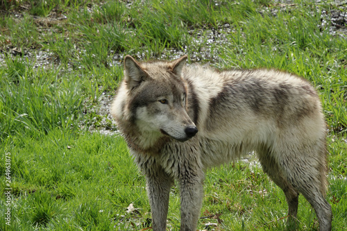 Wolf Looking Over Shoulder