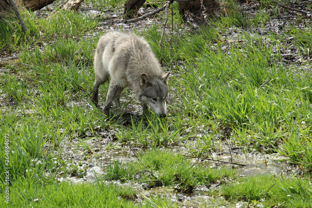 Wolf Sneaking through the Mud