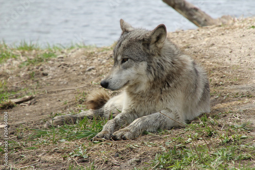 Wolf Resting Near the Lake
