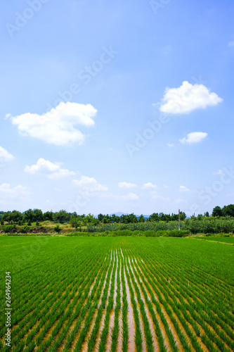 This is a rice paddy in Sangju-si  Korea.