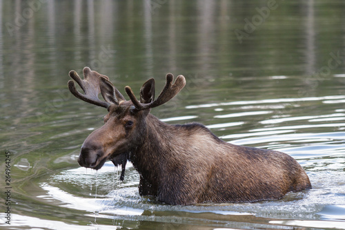 Shiras Moose in the Rocky Mountains of Colorado © Gary