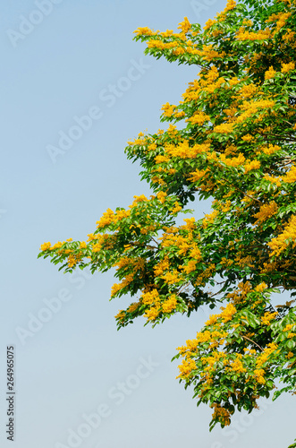 Burma padauk or Pterocarpus macrocarpus flower tree