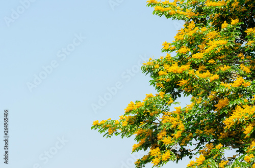 Burma padauk or Pterocarpus macrocarpus flower tree