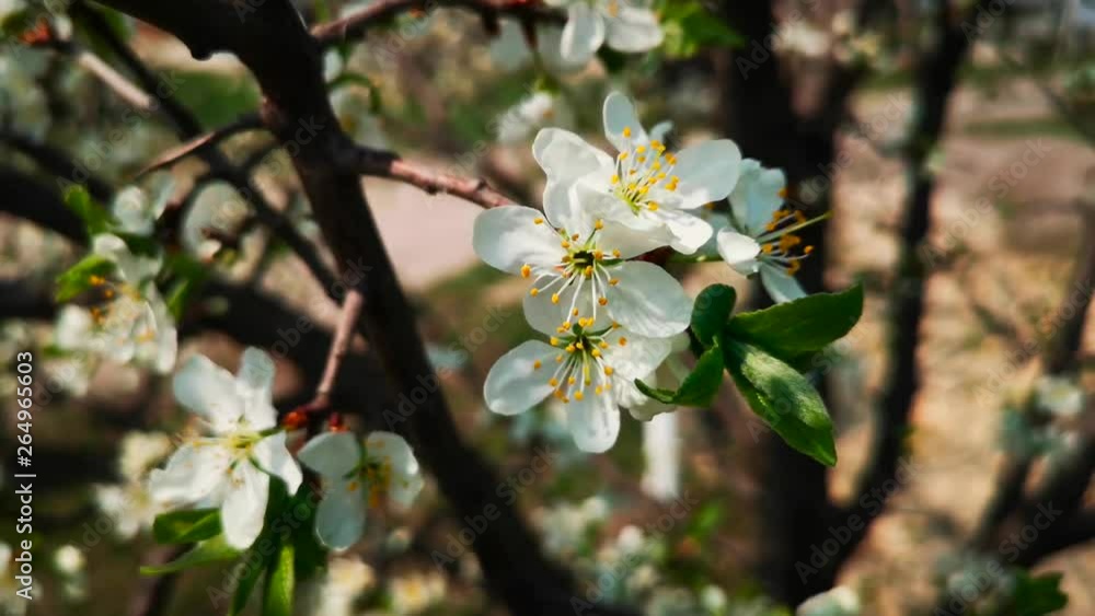 Flowers on the branches of a tree in spring Flowers on the branches of a tree in spring