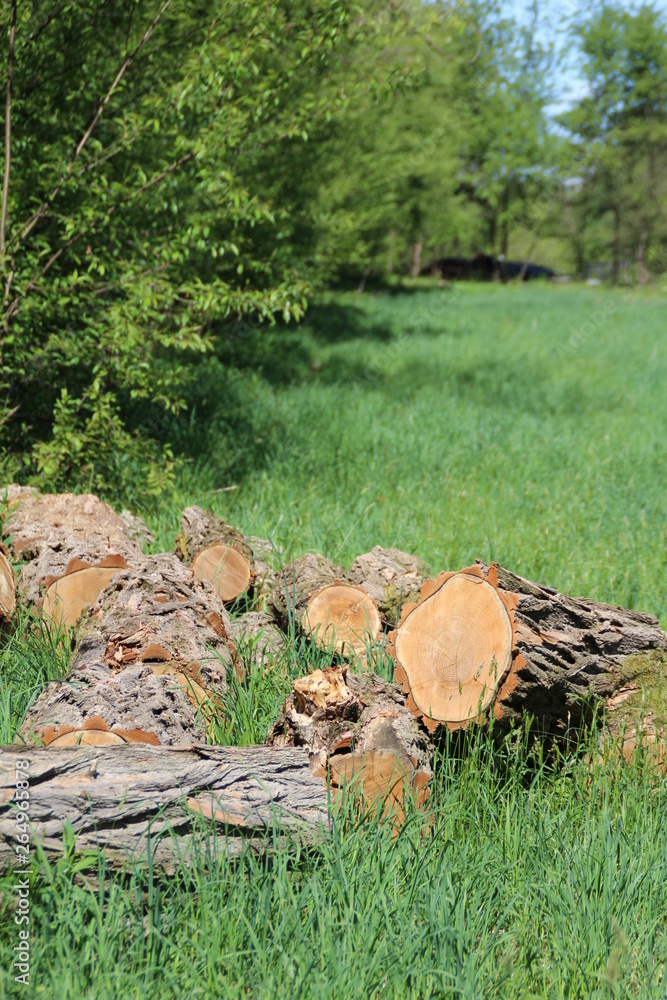 Obraz premium nature wildlife sustainability