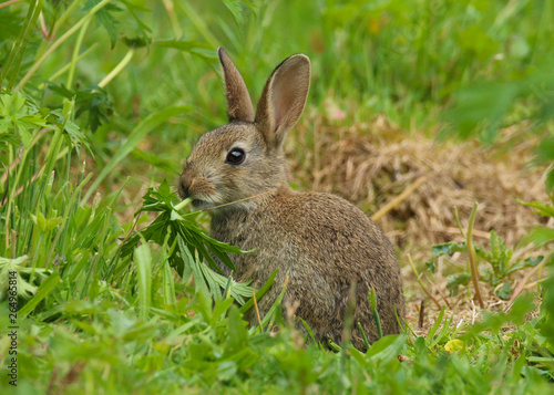 Wild Rabbit (Oryctolagus cuniculus).  Taken in the Welsh countryside, Wales, UK
