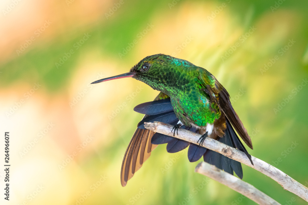 Obraz premium A Copper-rumped hummingbird stretching in a tree in a garden.