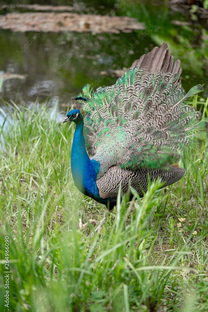 Fototapeta premium young peacock by the lake in the park