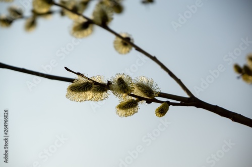 Spring tree flowering. Branch of willow wkith catkins - lamb's-tails. Slovakia photo