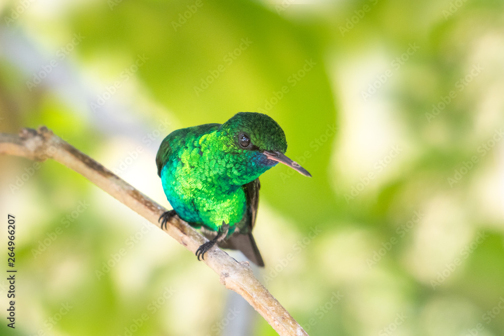 Fototapeta premium A Blue-chinned Sapphire hummingbird perching on a branch in a garden.