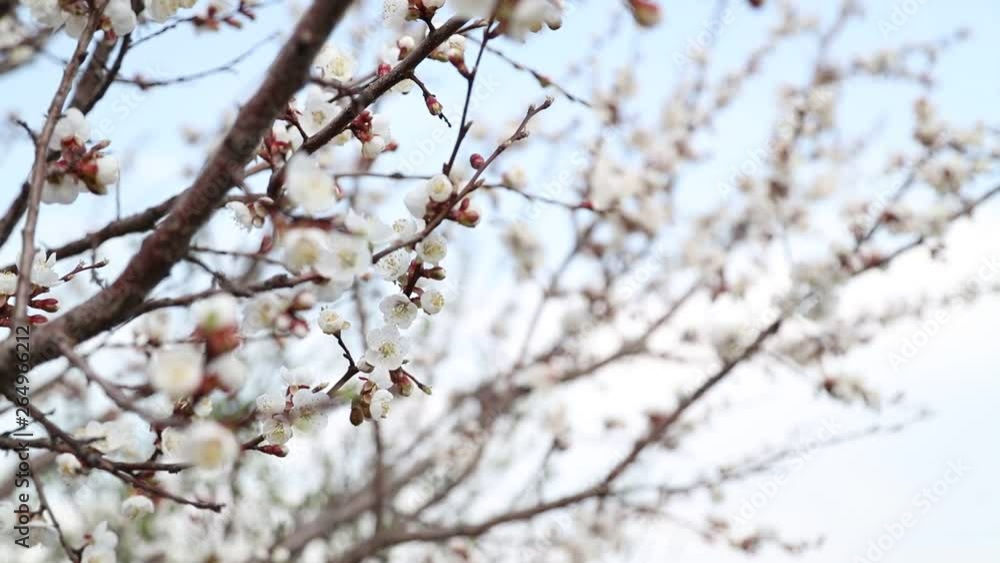 Flowers on the branches of a tree in spring Flowers on the branches of a tree in spring