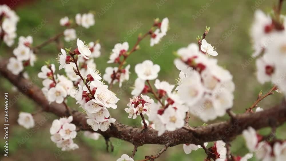 Flowers on the branches of a tree in spring Flowers on the branches of a tree in spring