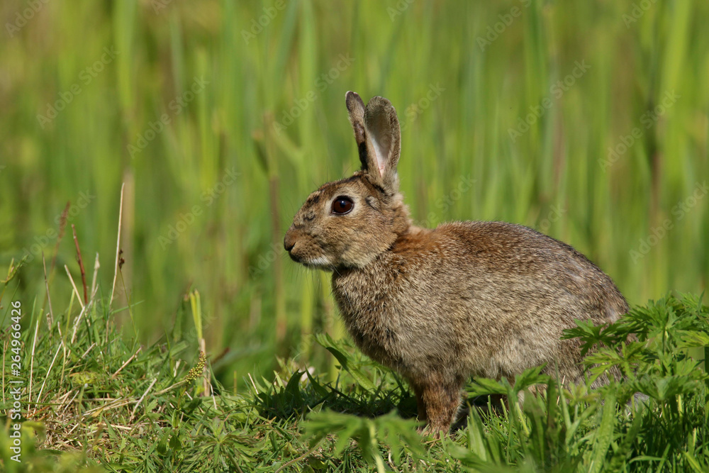 Wild Rabbit (Oryctolagus cuniculus). Taken in the Welsh countryside, Wales, UK Wild Rabbit (Oryctolagus cuniculus). Taken in the Welsh countryside, Wales, UK