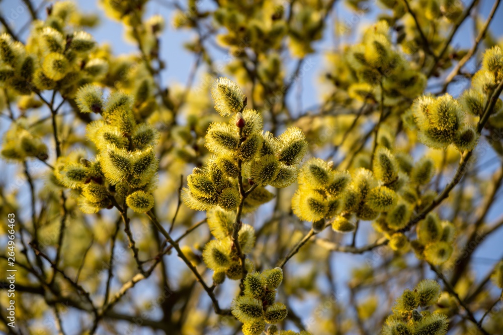 Spring tree flowering. Branch of willow wkith catkins - lamb's-tails. Slovakia Spring tree flowering. Branch of willow wkith catkins - lamb's-tails. Slovakia