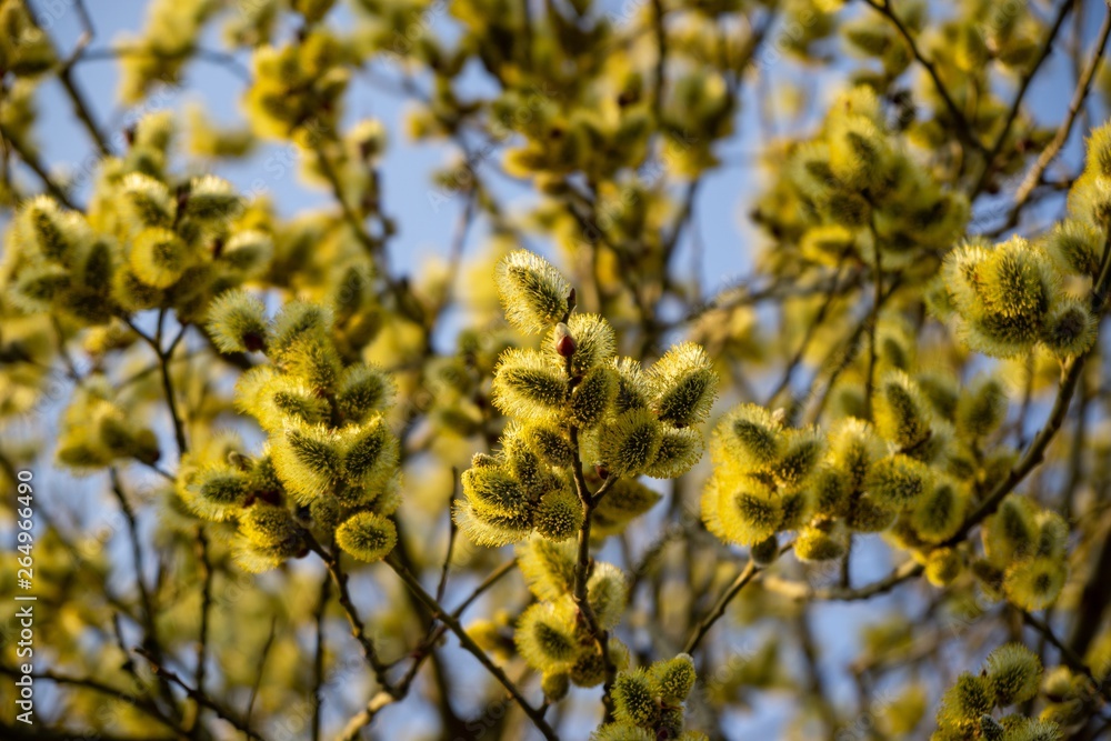 Spring tree flowering. Branch of willow wkith catkins - lamb's-tails. Slovakia Spring tree flowering. Branch of willow wkith catkins - lamb's-tails. Slovakia