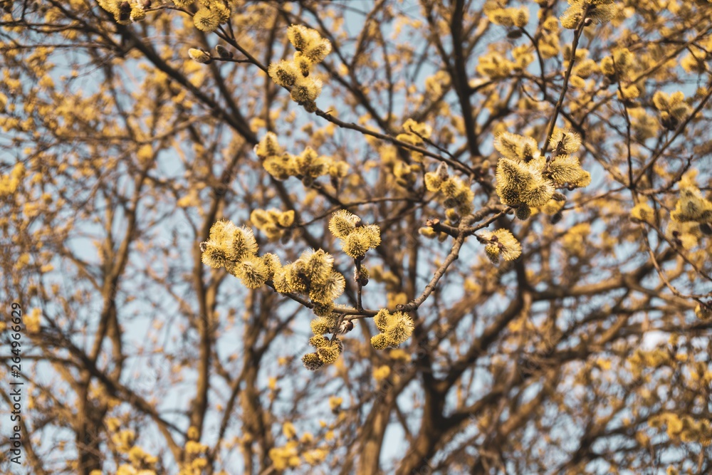 Spring tree flowering. Branch of willow wkith catkins - lamb's-tails. Slovakia Spring tree flowering. Branch of willow wkith catkins - lamb's-tails. Slovakia