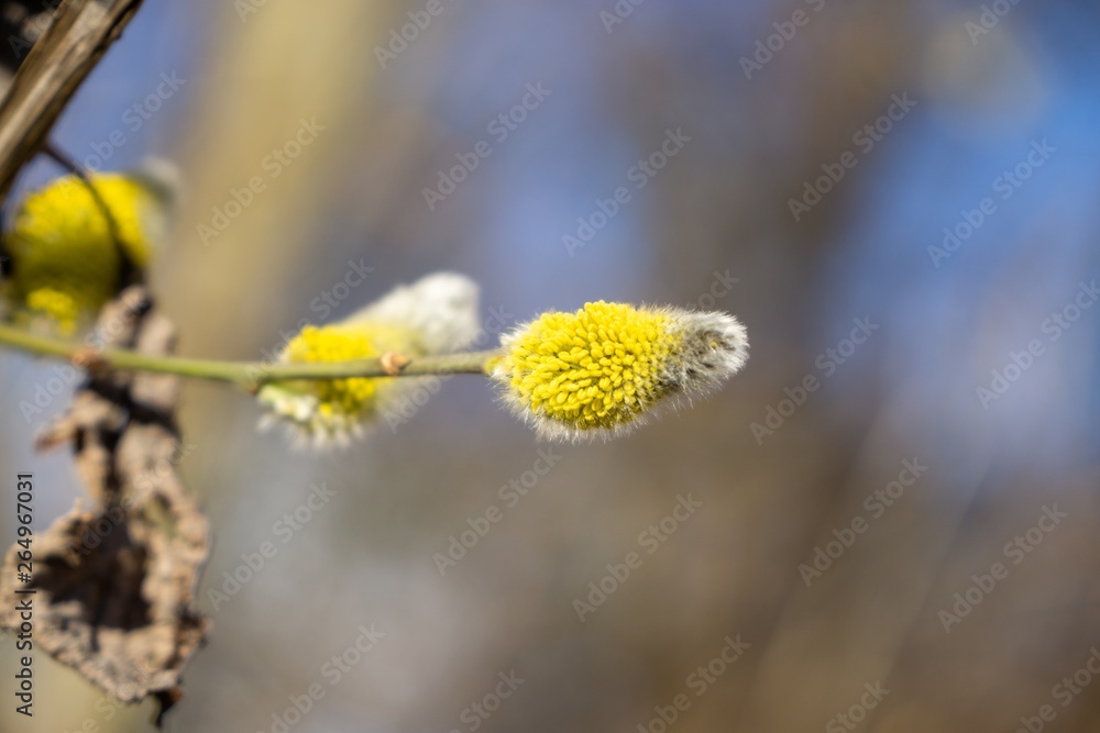 Fototapeta premium Spring tree flowering. Branch of willow wkith catkins - lamb's-tails. Slovakia