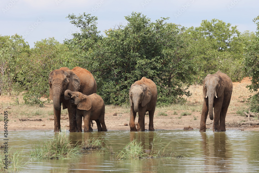 Obraz premium Afrikanischer Elefant / African elephant / Loxodonta africana