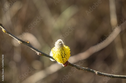 Spring tree flowering. Branch of willow wkith catkins - lamb's-tails. Slovakia photo