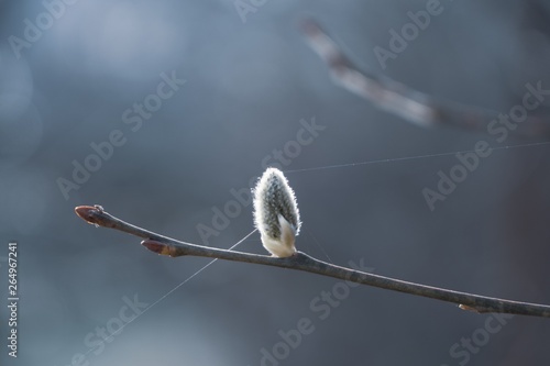 Spring tree flowering. Branch of willow wkith catkins - lamb's-tails. Slovakia photo