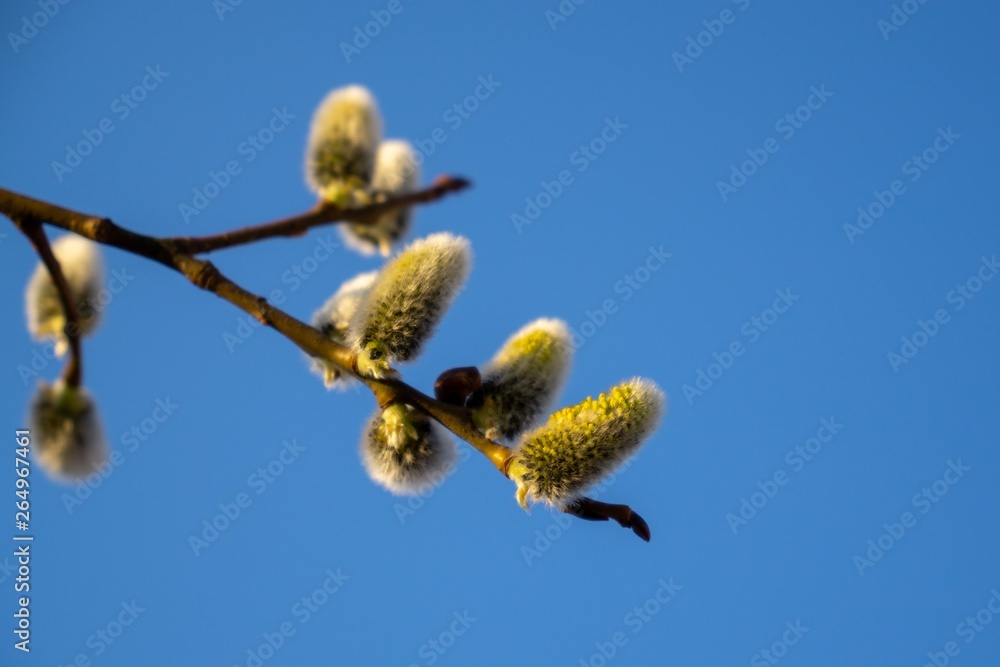 Spring tree flowering. Branch of willow wkith catkins - lamb's-tails. Slovakia Spring tree flowering. Branch of willow wkith catkins - lamb's-tails. Slovakia