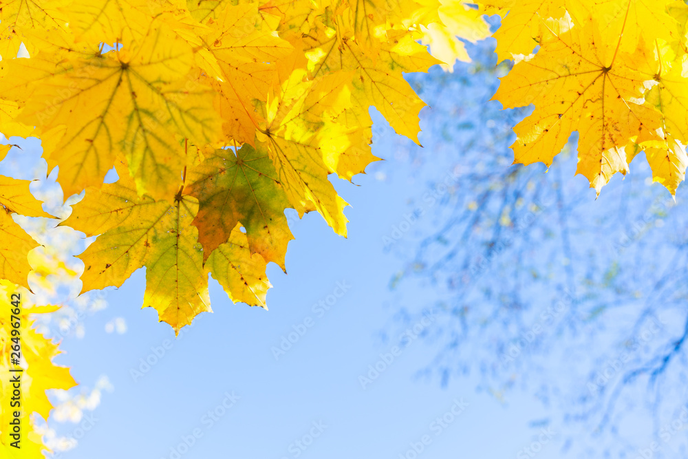 fall maple leaves fall maple leaves