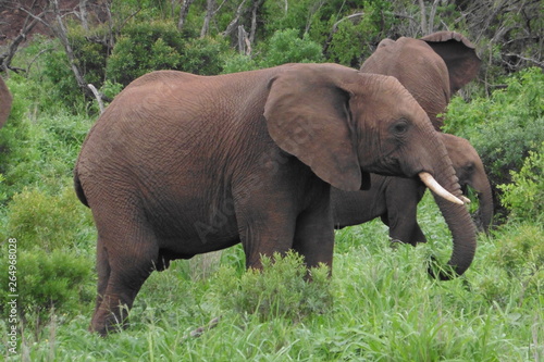 Elephants in South Africa