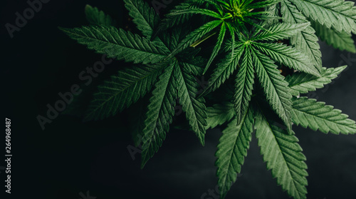 marijuana cannabis leaf background photo