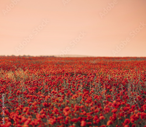 Flower poppies meadow landscape. © Alex Photo