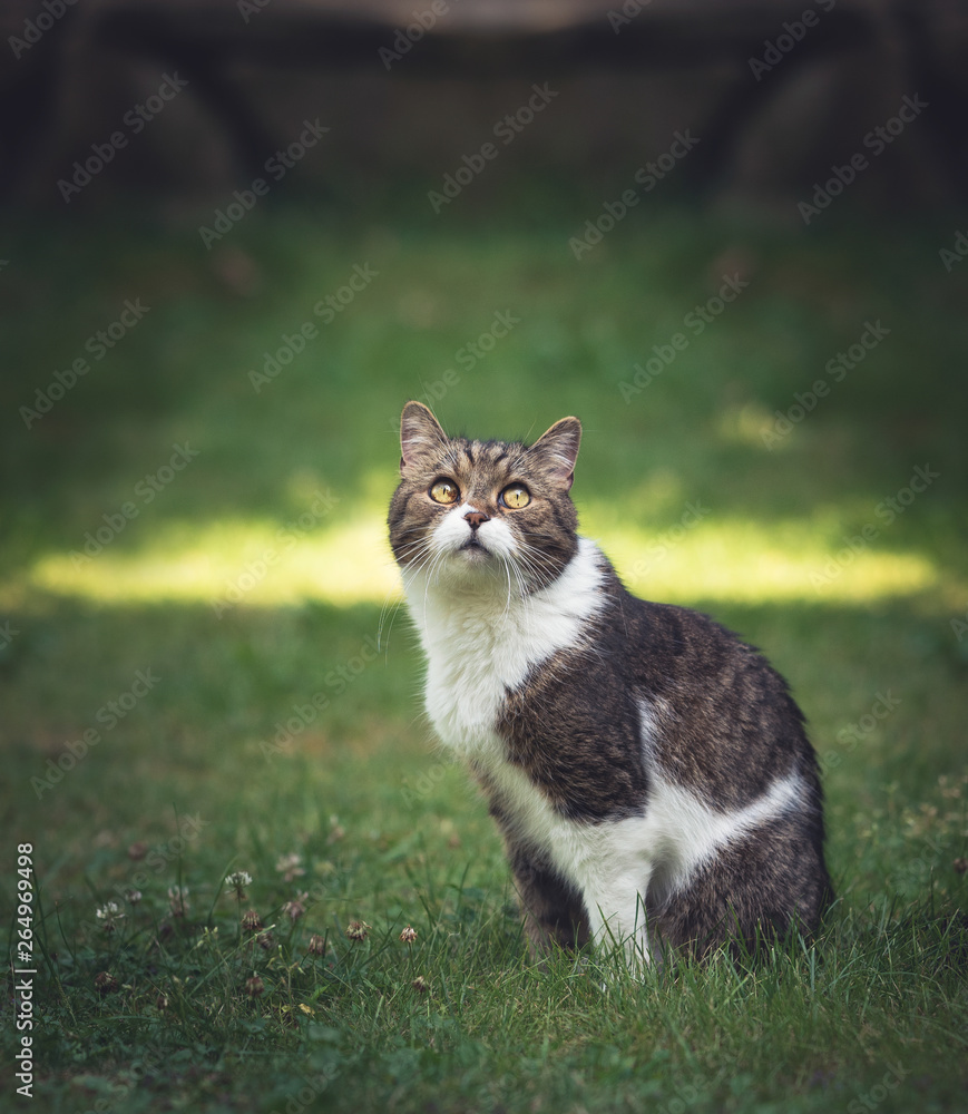 British Shorthair Cat in garden looking up