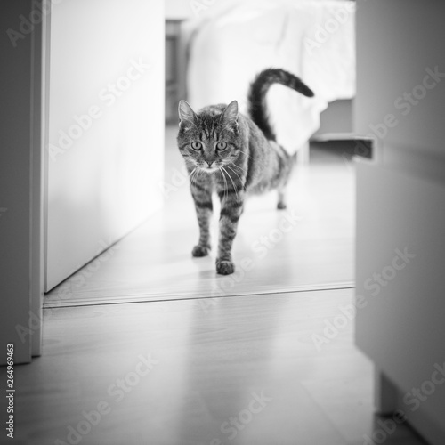 taby shorthair cat stretching walking out of bedroom photo