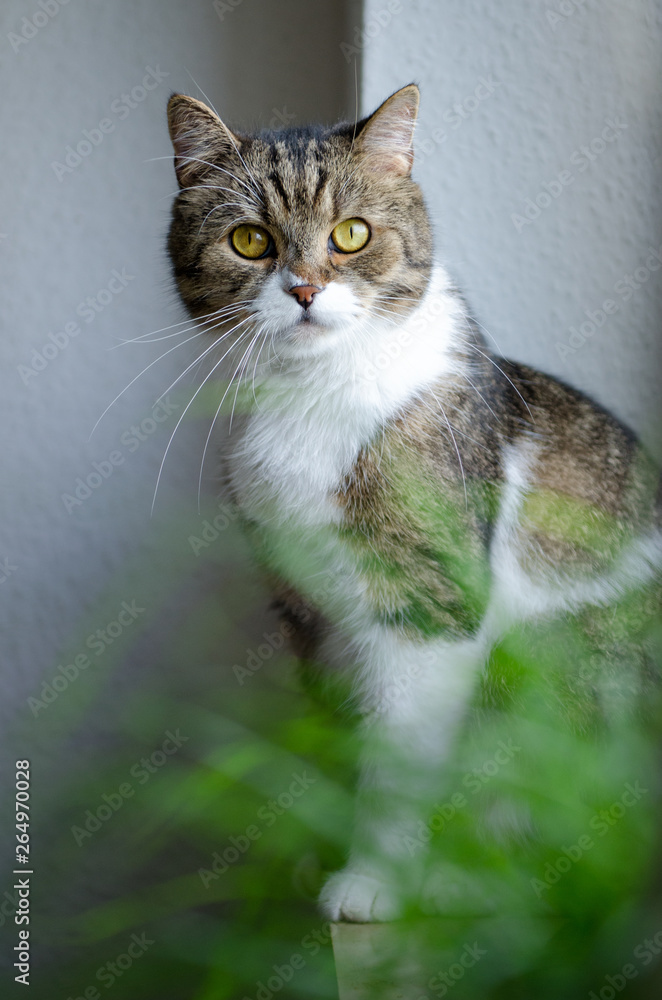 Tabby White British Shorthair Cat sitting on window sill next to cat grass plant Tabby White British Shorthair Cat sitting on window sill next to cat grass plant