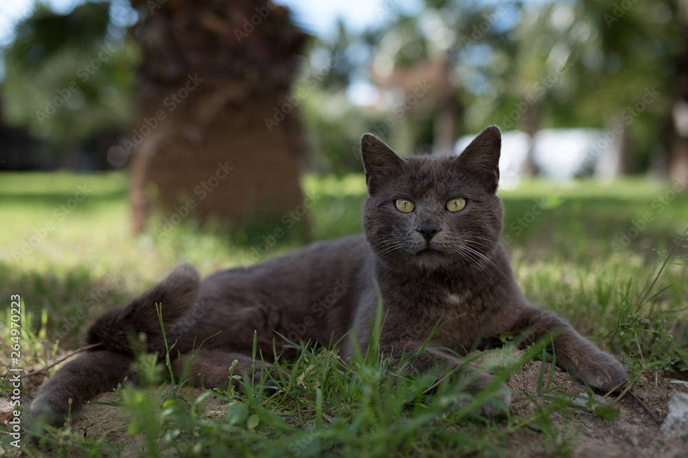 stray cat on hotel area garden relaxing in front of palm tree on lawn
