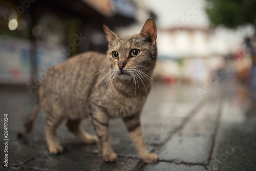 tabby stray cat standing in the old town of antalya, turkey