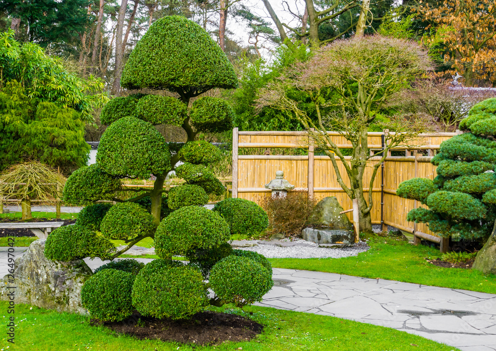 Fototapeta Piękne przycięte drzewo w japońskim ogrodzie, topiary sztuki, ogrodnictwo w tradycji azjatyckiej
