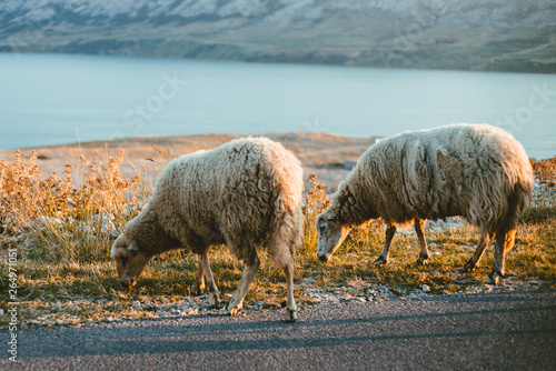 Group of a furry sheeps in the Croatia - island Pag feeding and running next to the road on sunset. Illuminated Sheeps on the coast standing on the road with sea and mountains on background.