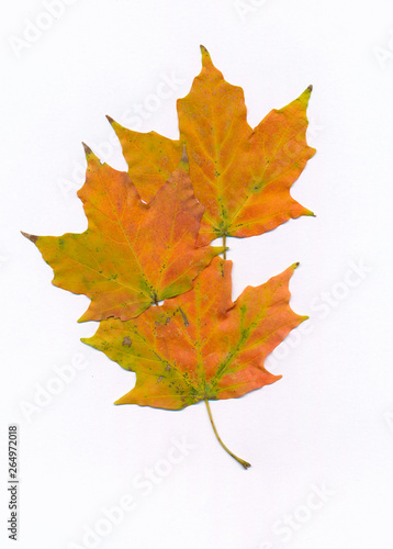 autumn maple leaves 2 on a white background