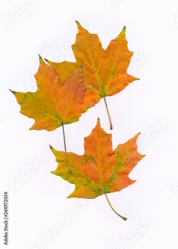 autumn maple leaves 3 on a white background